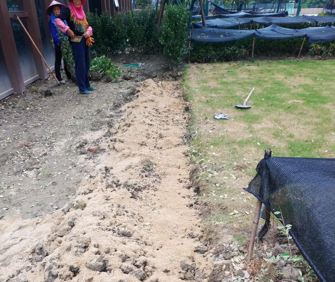 大叶黄杨冬季黄叶是什么原因,大叶黄杨叶片发黄掉叶是什么原因