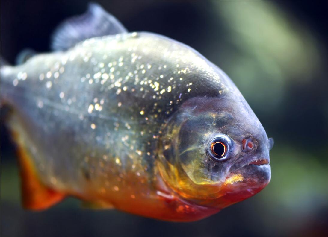 亚马逊河最凶猛的是什么,亚马逊森林人类禁区