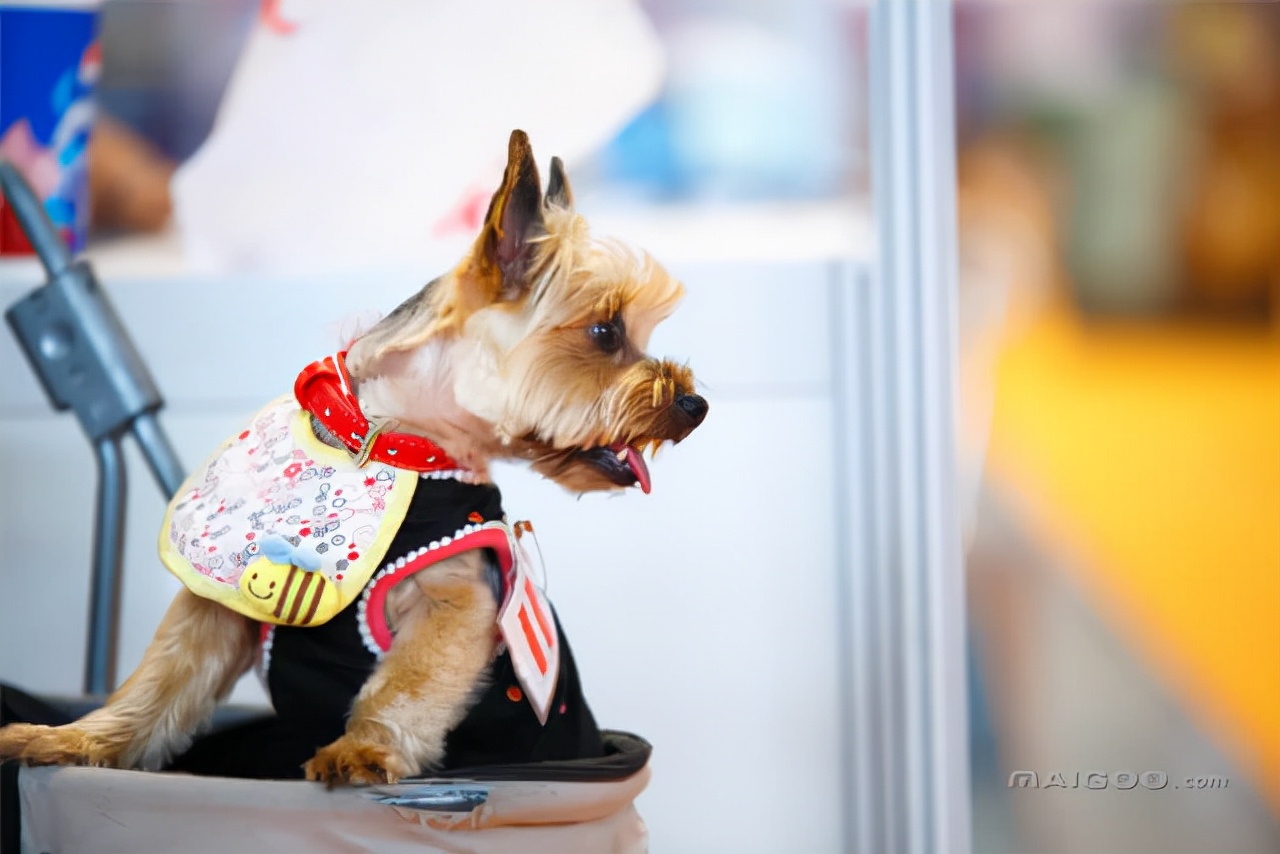 上海爱宠阳国际宠物托运 (最靠谱的宠物托运方法)