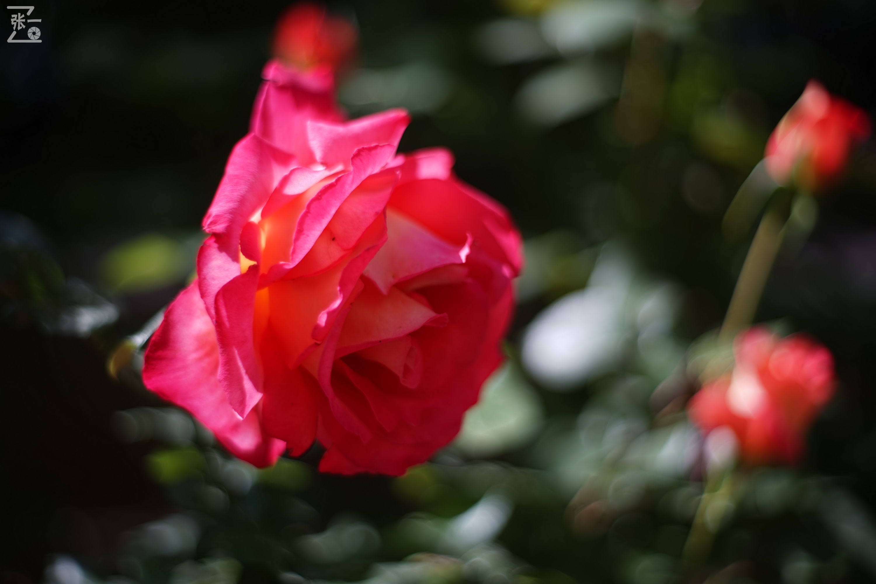 凤凰国产50mm镜头,凤凰索尼e口镜头