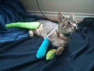 猫咪四肢有点瘸,猫咪四肢突然发直然后软