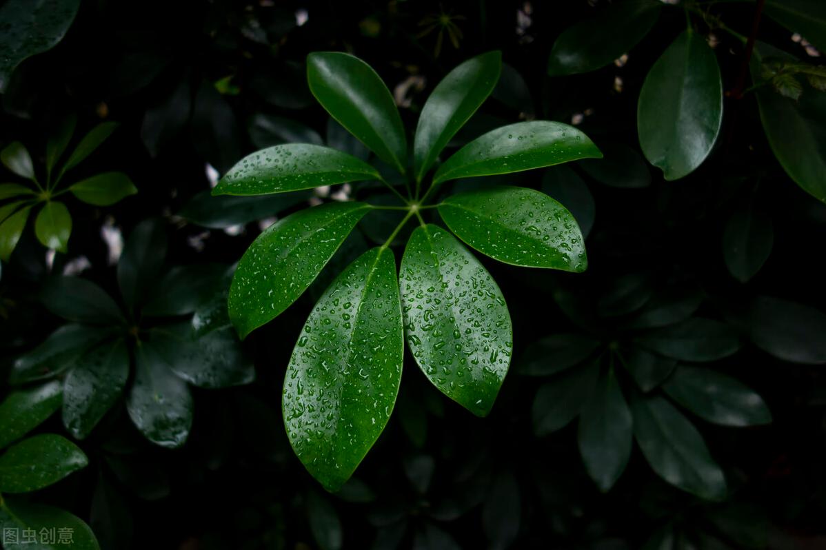 八方来财怎么养才能旺盛,八方来财怎么养才长得快