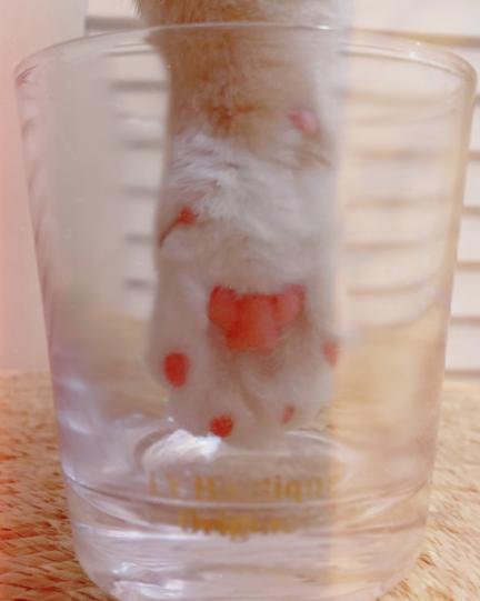 猫爪杯真的很贵吗,猫爪杯杯子价格