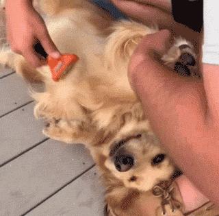 为抢玩具狗子跳起电臀舞！这么搞笑的屁屁可以看一年