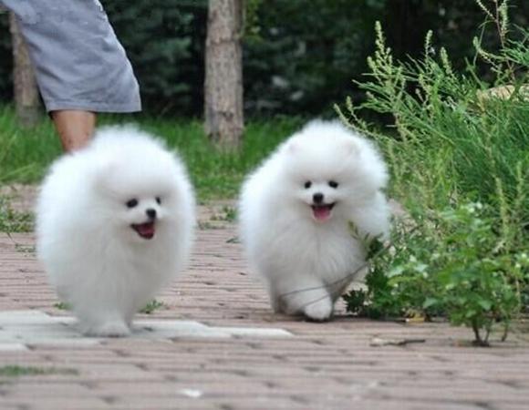 博美容易出现的问题,博美的缺点与禁忌