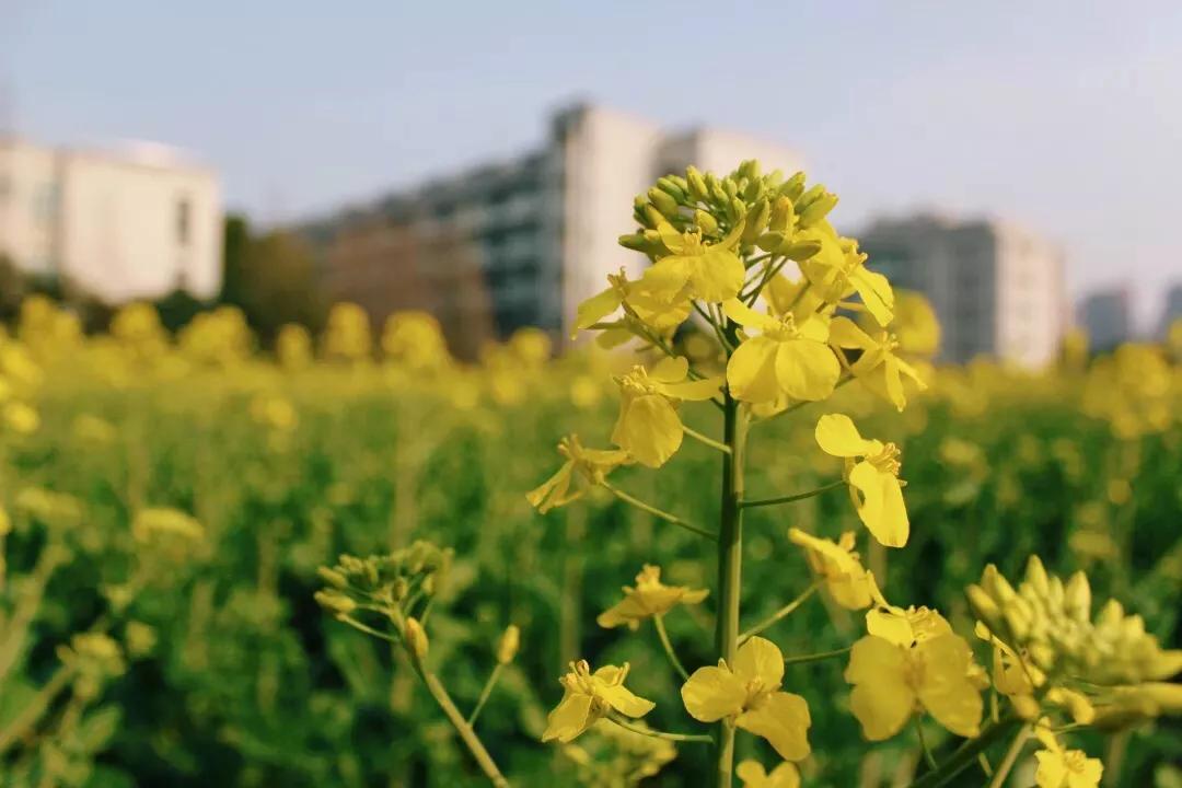 踏春邀请函怎么写,邀请朋友踏春邀请函制作