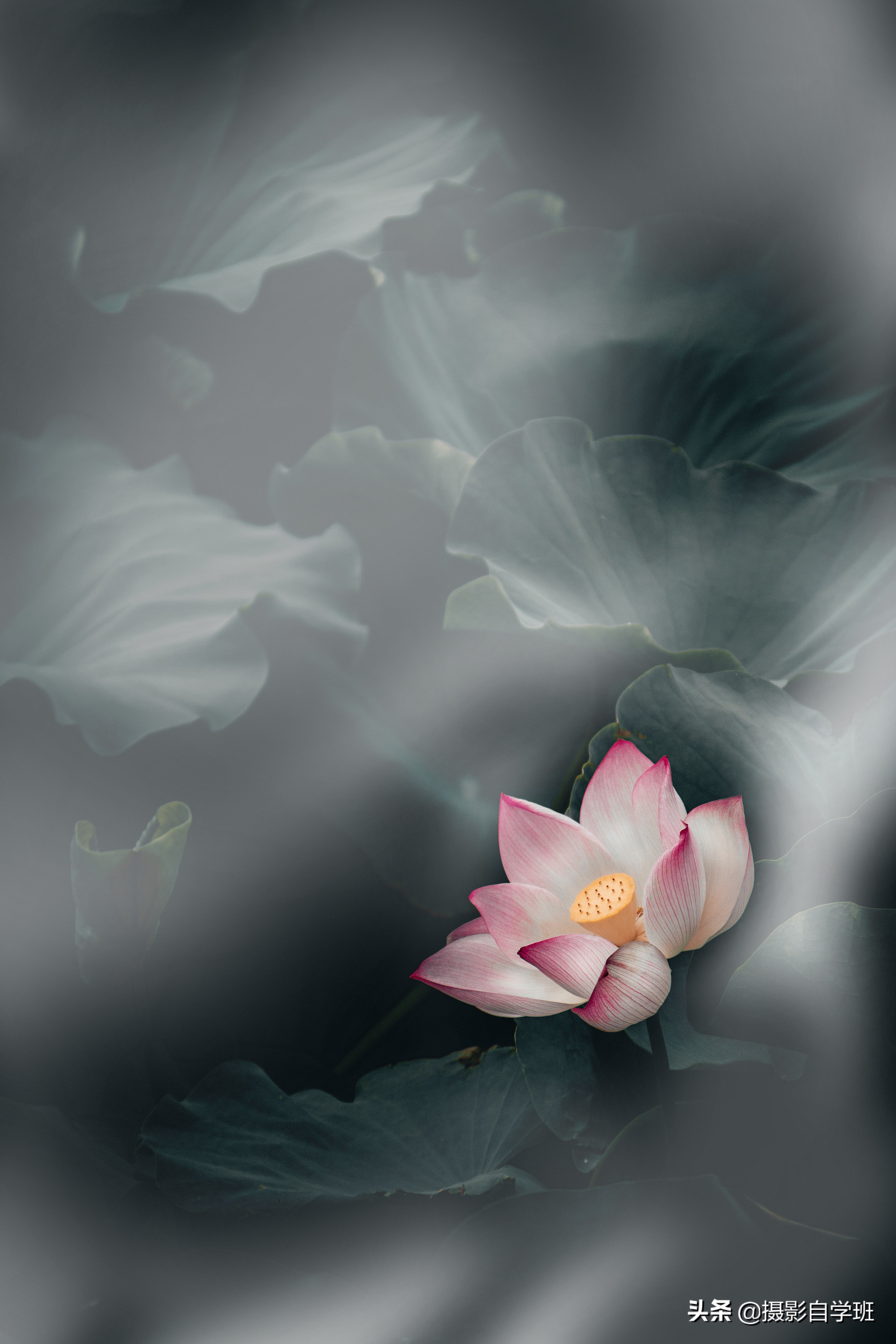 雾里看花怎么拍,雾景的拍摄技巧拍出雾气朦胧大片