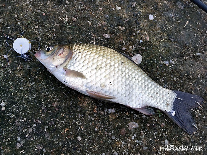 自制钓鱼钩钓鱼技巧,自制朝天钩钓鱼小窍门