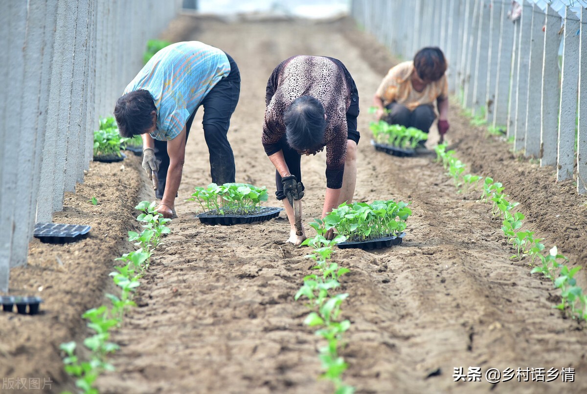 蔬菜定植后缓苗慢原因及解决方法,移栽西红柿缓苗后黄叶要不要摘掉