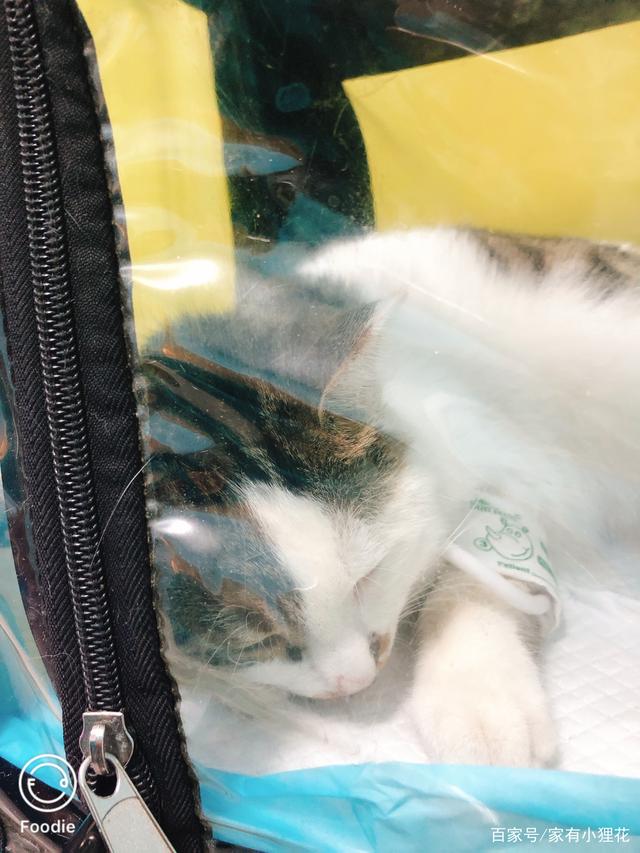 猫咪不小心跑出阳台坠楼,狸花猫坠楼站不稳获救