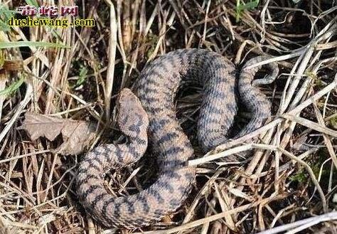 野外蛇视频真实动物世界,丛林探险遇到巨大蛇