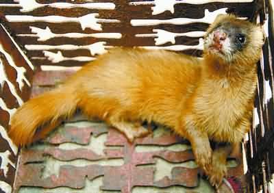 黄鼠狼为啥不能抓,为什么黄鼠狼再狡猾也不能捉