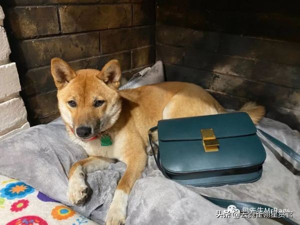 大家的包包和宠物,都太可爱了!