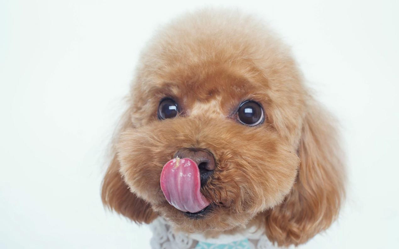 养狗狗是养博美好还是养泰迪好,为什么养狗的人讨厌泰迪