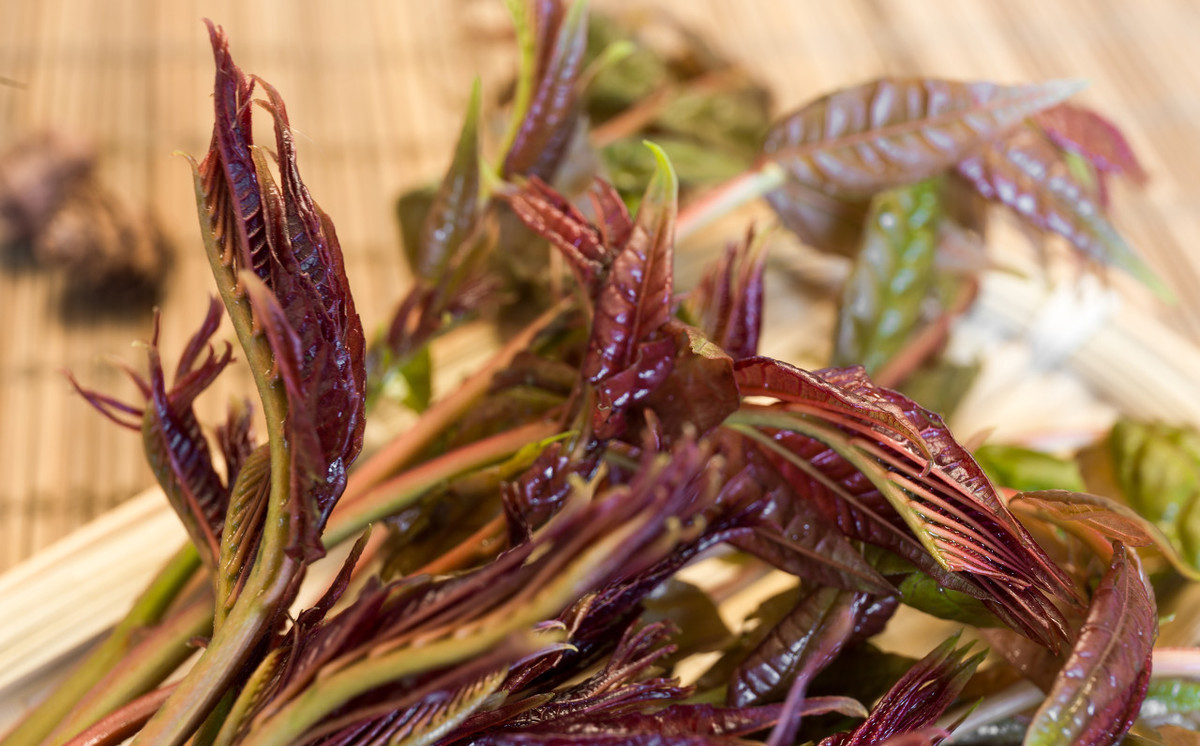 怎么保存香椿芽菜放得更长久,香椿芽咸菜怎样长时间保存