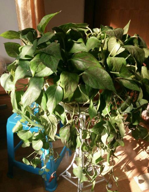 绿萝叶子越来越小施什么肥,绿萝爱喝这3种肥水叶片绿油油