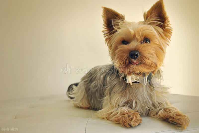 约克夏拉稀又吐什么原因,约克夏拉稀抖动怎么办