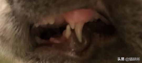 猫咪全项检查都有什么,猫咪的17项基础检查