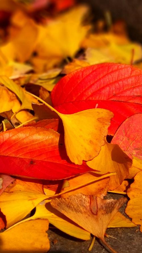 [秋叶之赋]秋日落叶漫漫，落叶归根，然而落叶有顽强的生命力