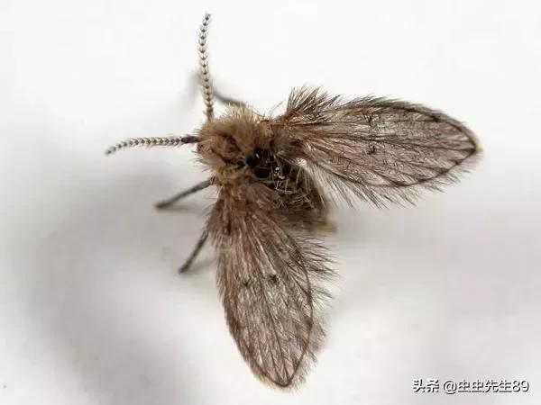 蹲便厕所小飞虫如何彻底消除,怎样消除厕所里的飞虫