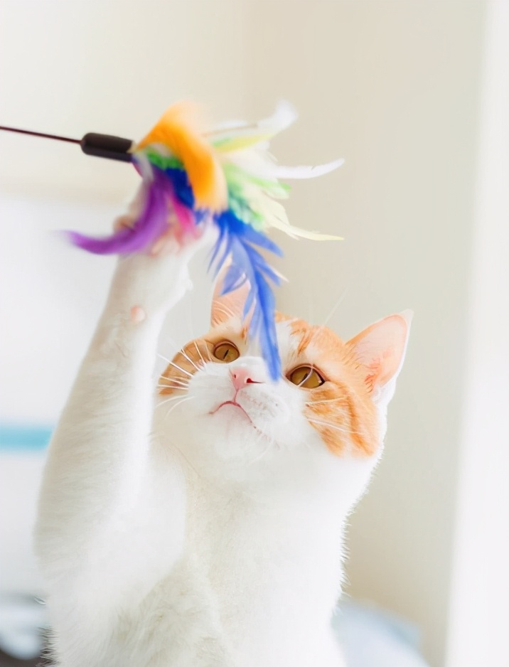 让猫咪粘主人的声音,让猫咪粘人的方法