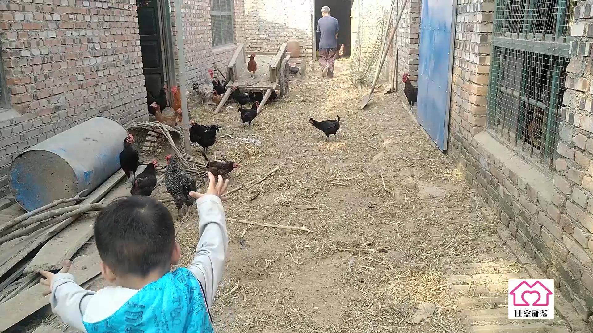 农村地里养殖柴鸡,大叔在农村养一万只芦花鸡