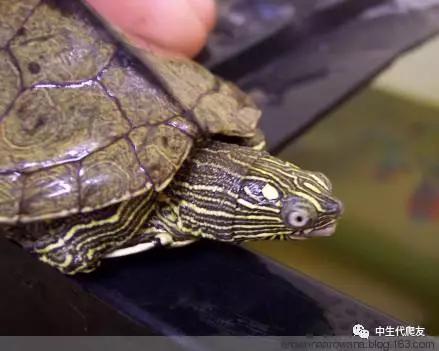 地图龟成体样子,地图龟种类及图解