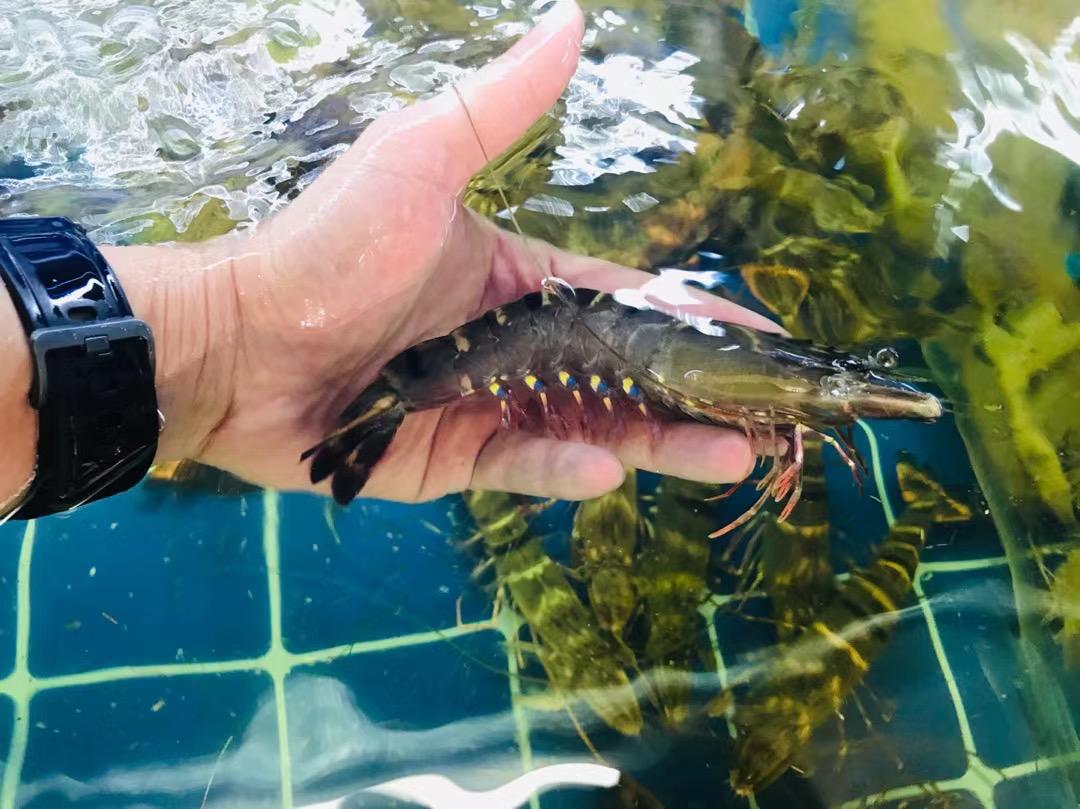 深汕高速公路鲘门服务区下一站,深汕服务区离鲘门服务区有多远