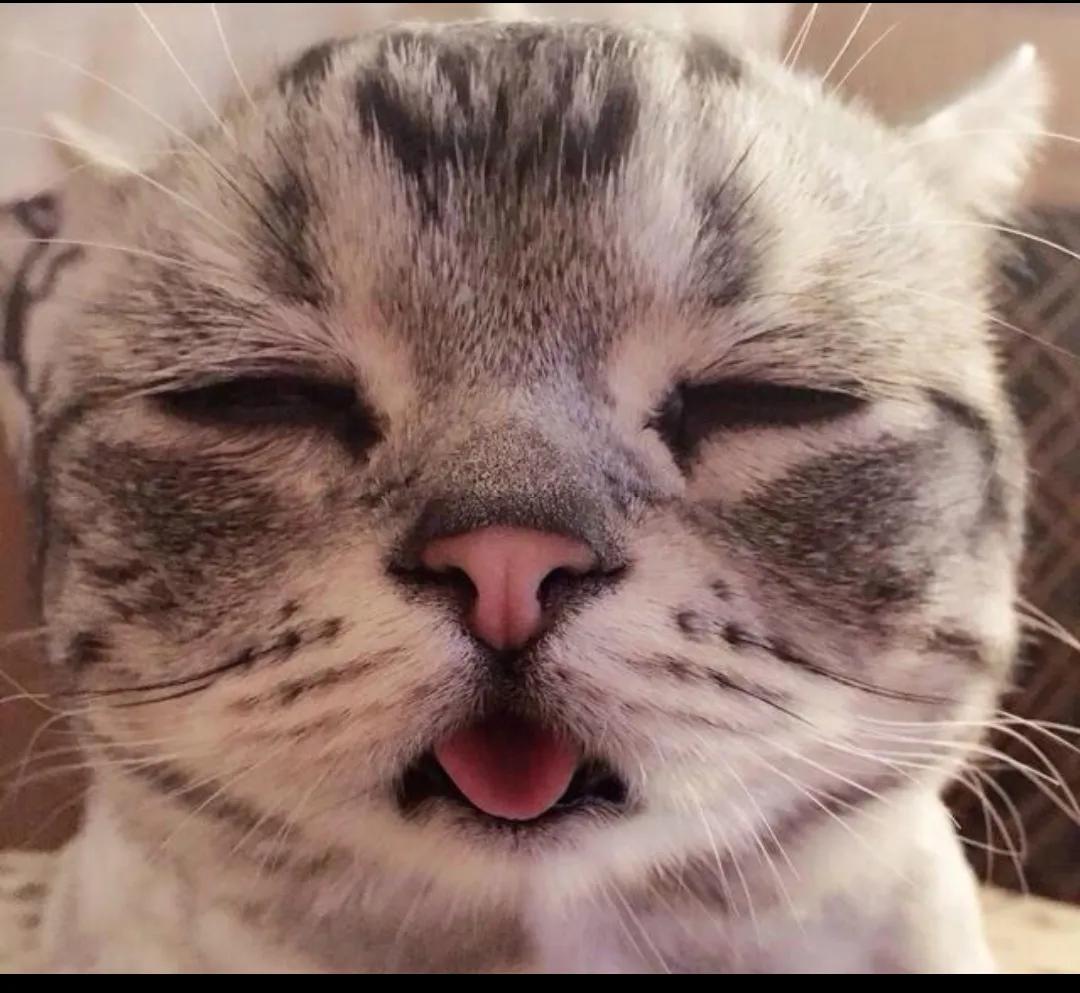 三个月猫咪呕吐的原因及处理方法,猫咪呕吐怎么办才好