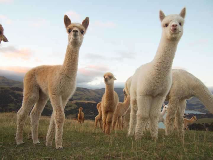 草泥马原来是新冠病毒克星？科学家发现羊驼血液含抑制病毒成分