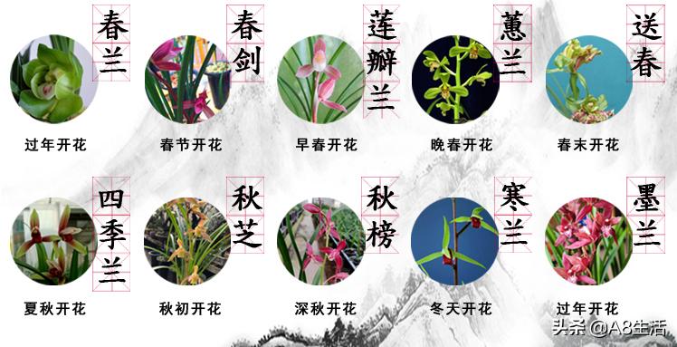 春兰张荷素兰花介绍,每日一品中国兰花春兰
