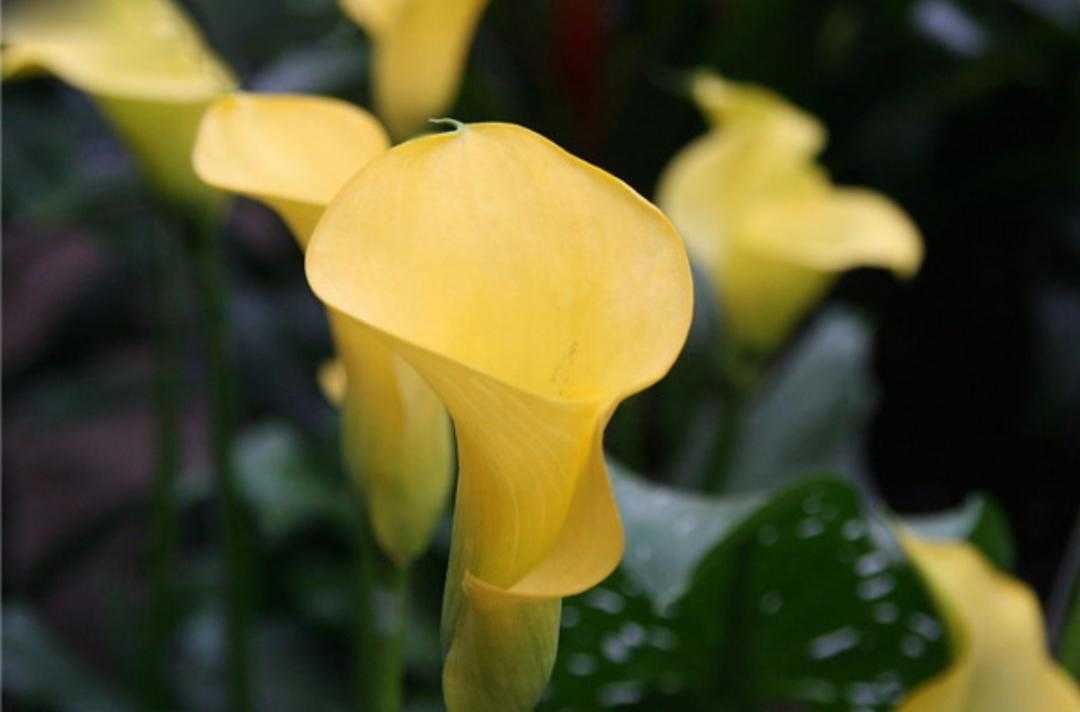 黄花马蹄莲叶子形状,红黄花马蹄莲图片