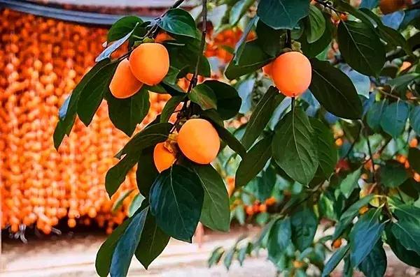 琼锅糖是陕西的吗,陕西琼锅糖是什么油做的