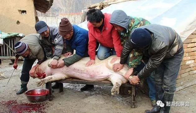 记录农村杀年猪的生活场景,记忆里的杀年猪是怎样的