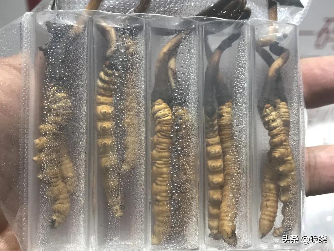 揭秘青藏高原挖虫草,探秘藏民挖虫草