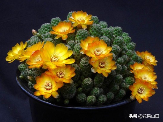 仙人球开完花以后浇什么肥料,仙人球开花要注意哪些