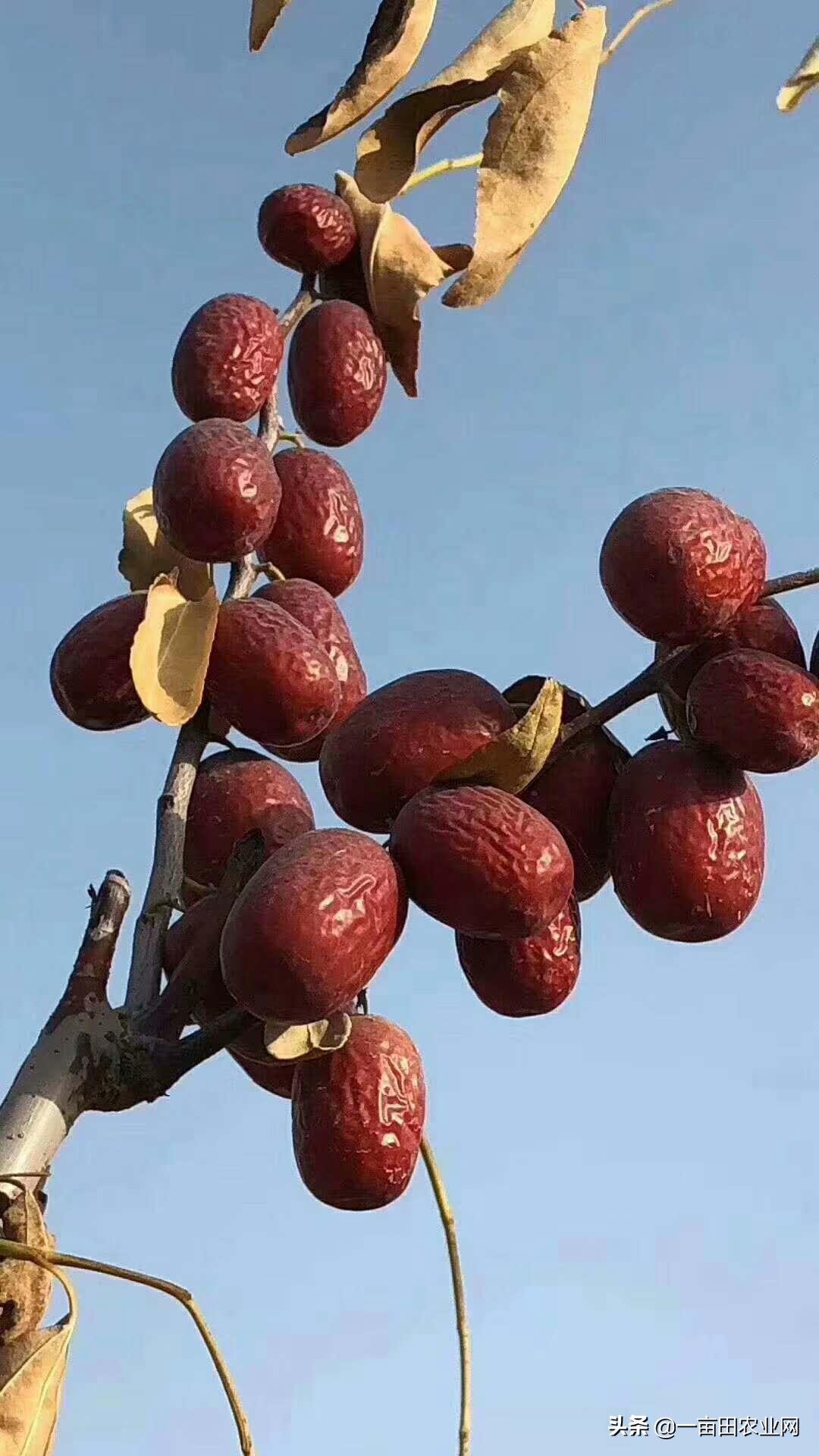 摆摊卖坚果月入2万,卖坚果的利润有多高