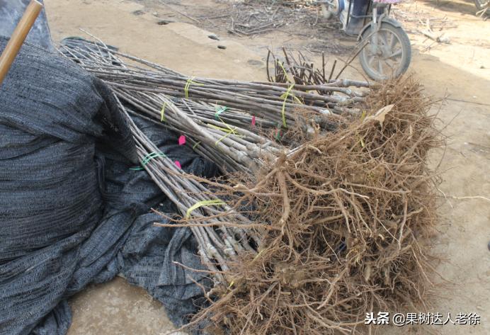 樱桃好吃树难栽，已经过时了，关键是要掌握好这些标准管理技术