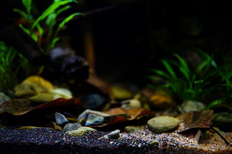 南美水族论坛推荐,南美水草造景论坛