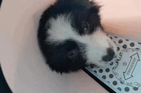 卡布：来自一只三个月大的边境牧羊犬，一封遗留在人间的草稿