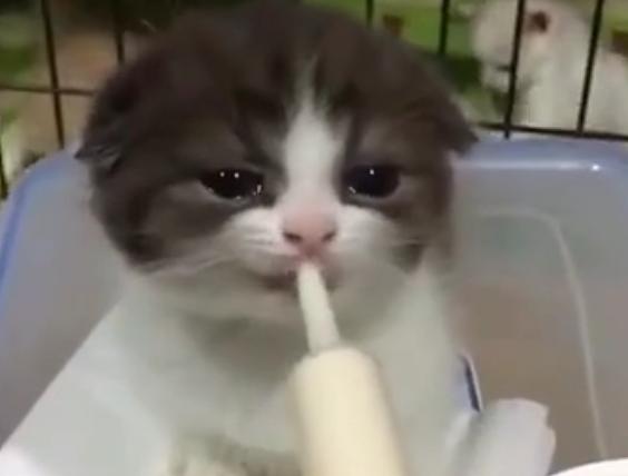 刚出生的小猫咪太虚弱无法吃奶,猫咪生育生病小猫咪还能吃奶吗