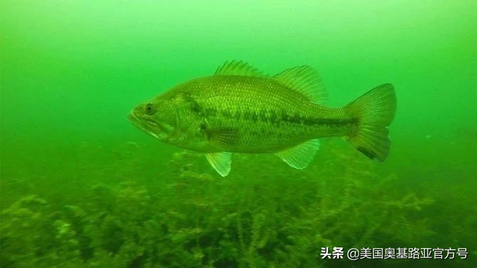 深水钓上来的鱼胀气该怎么处理,天气热路亚鱼不开口怎么办