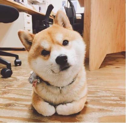 上班族养狗正确方法,上班族怎么养刚满月的狗