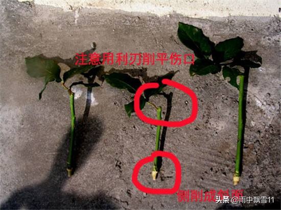 米兰盆栽几月份移栽好看,盆栽米兰开花4要素