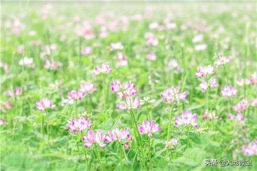 椴树洋槐紫云英蜂蜜哪个好,紫云英和洋槐蜂蜜哪个更好