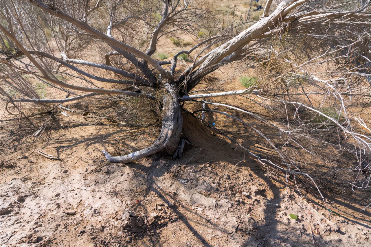 中国八大沙漠治理现状卫星地图,罗布泊沙漠现状
