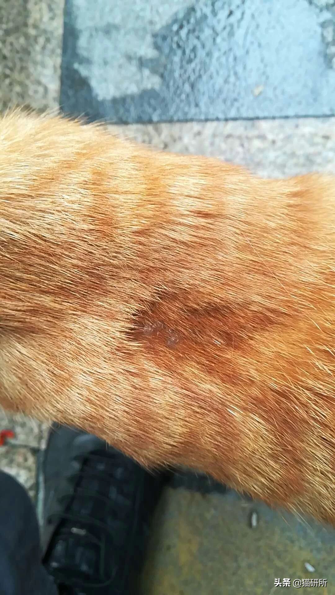 猫咪得了猫癣怎么办可以自愈吗,猫咪得了猫癣怎么办可以打疫苗吗