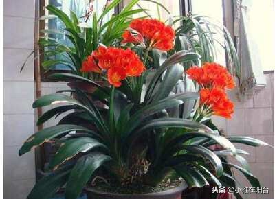 君子兰不开花用什么方法才能开花,君子兰长得太茂盛不开花怎么办