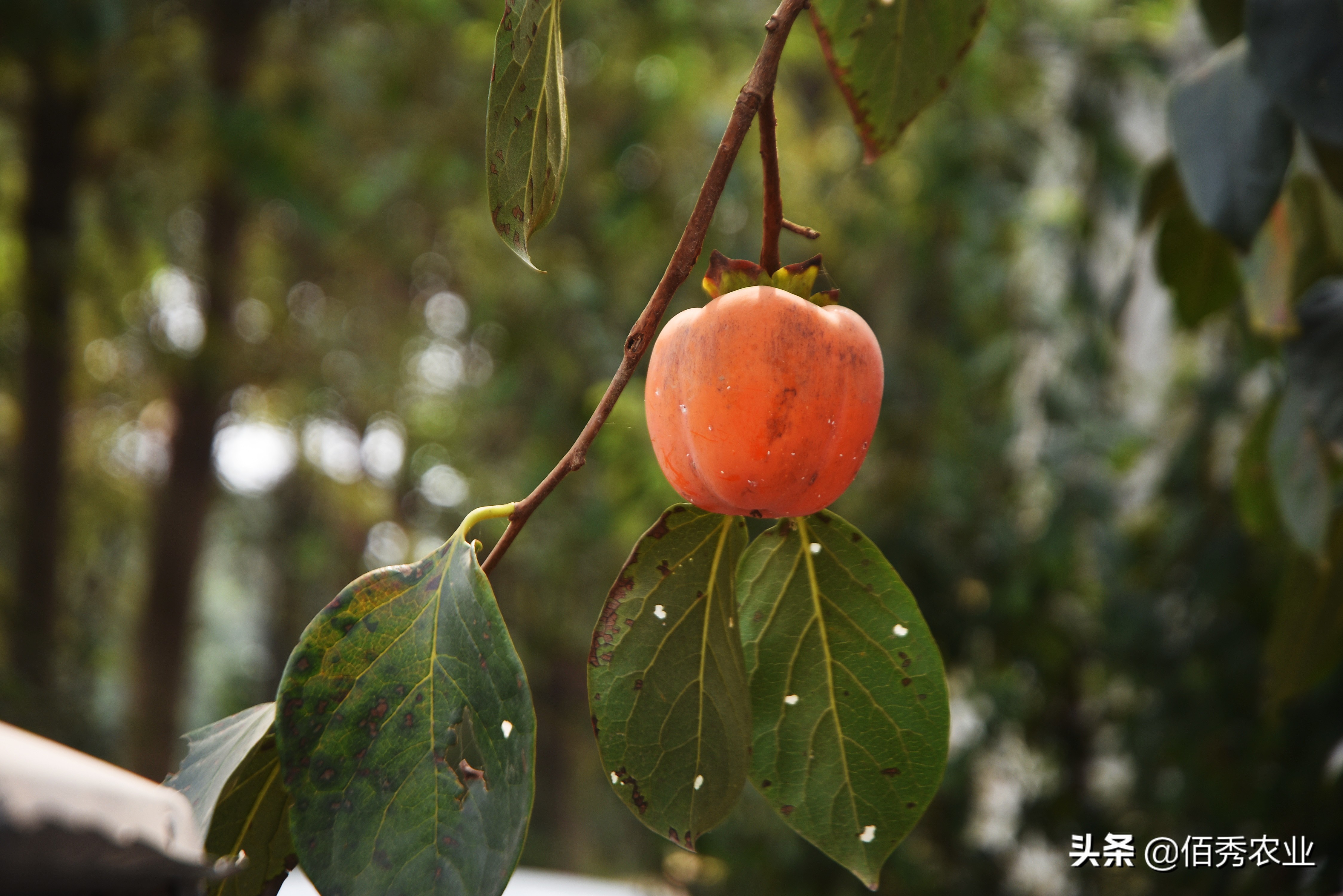 柿子树上有白点，按压有“血液”，喷农药效果差，有防治妙招吗？