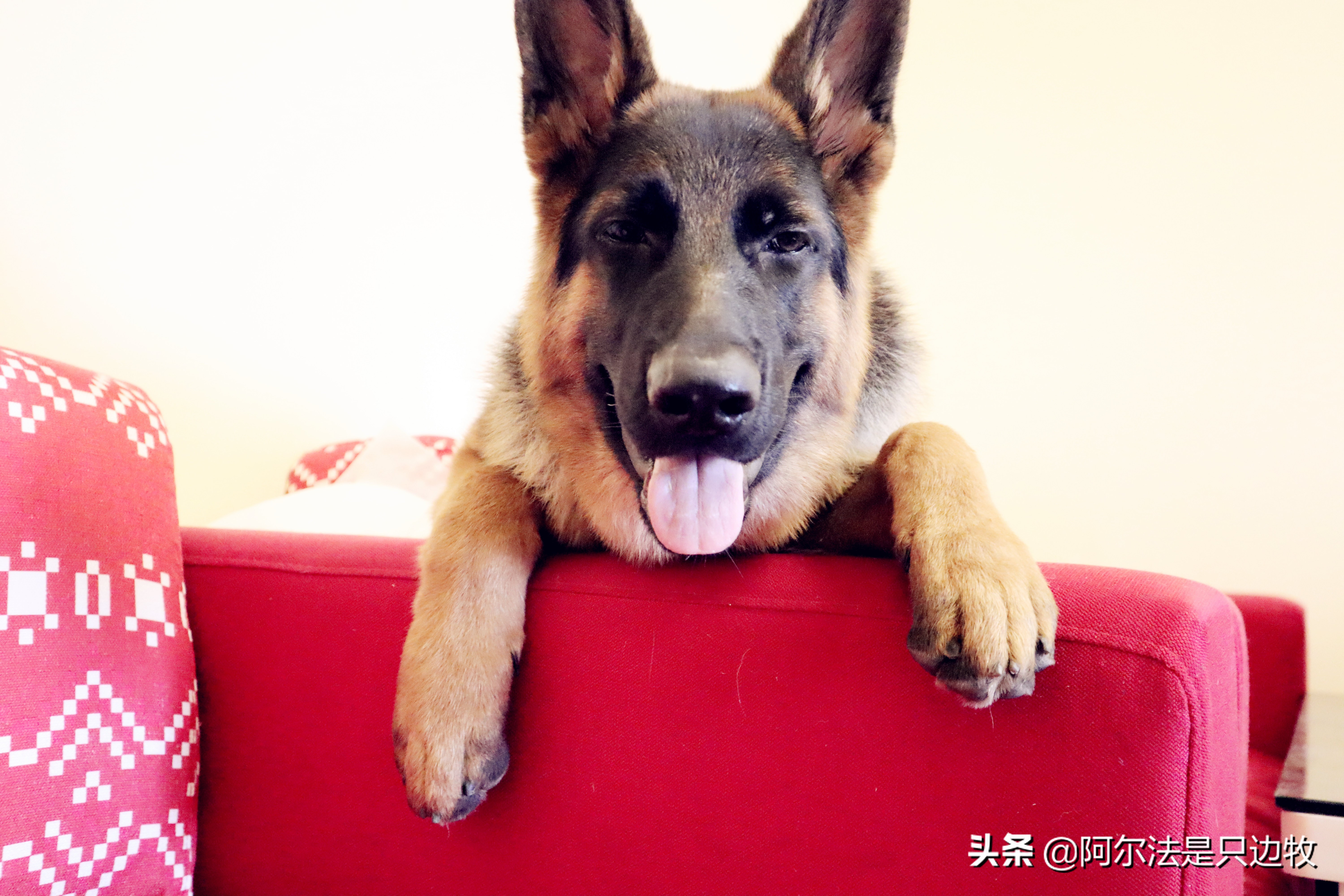 大德牧训练找东西,大德牧训练方法全集